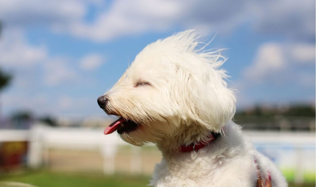 Belajar kosakata bahasa Polandia bersama Polandnesia - angin